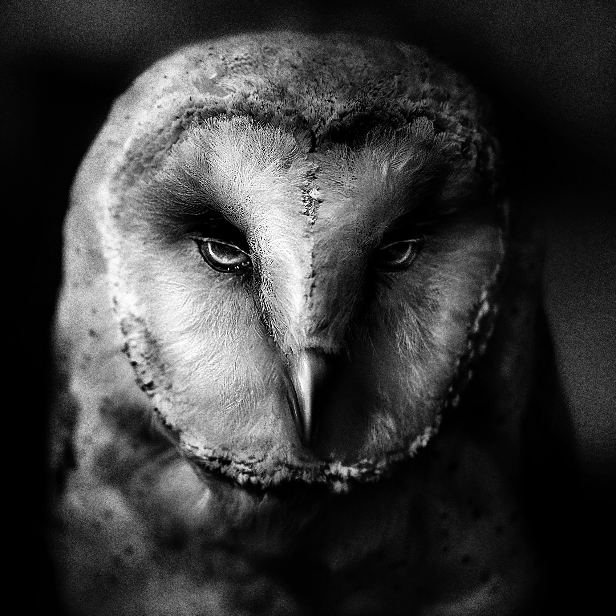 black and white wildlife portrait photography