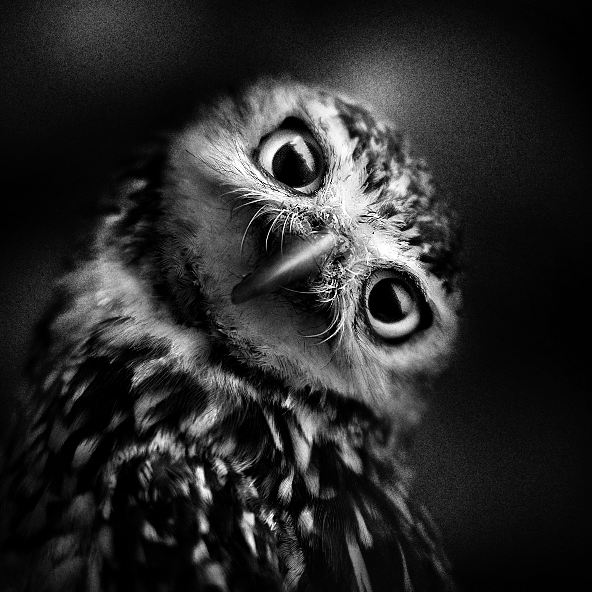 black and white wildlife portrait photography