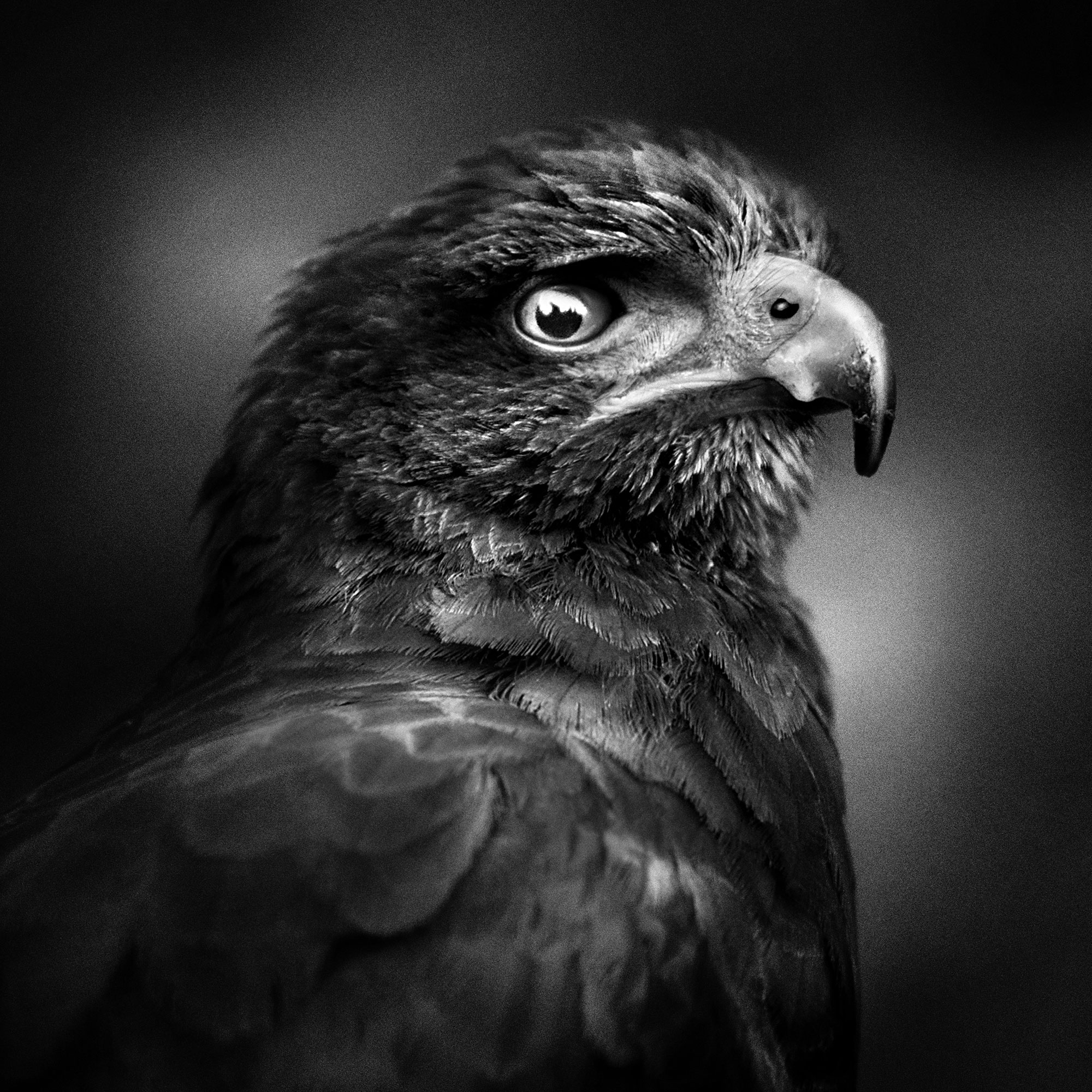 black and white wildlife portrait photography