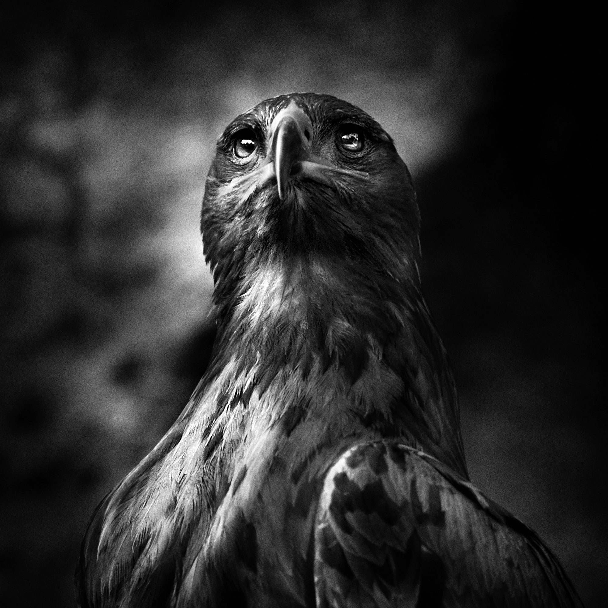 black and white wildlife portrait photography