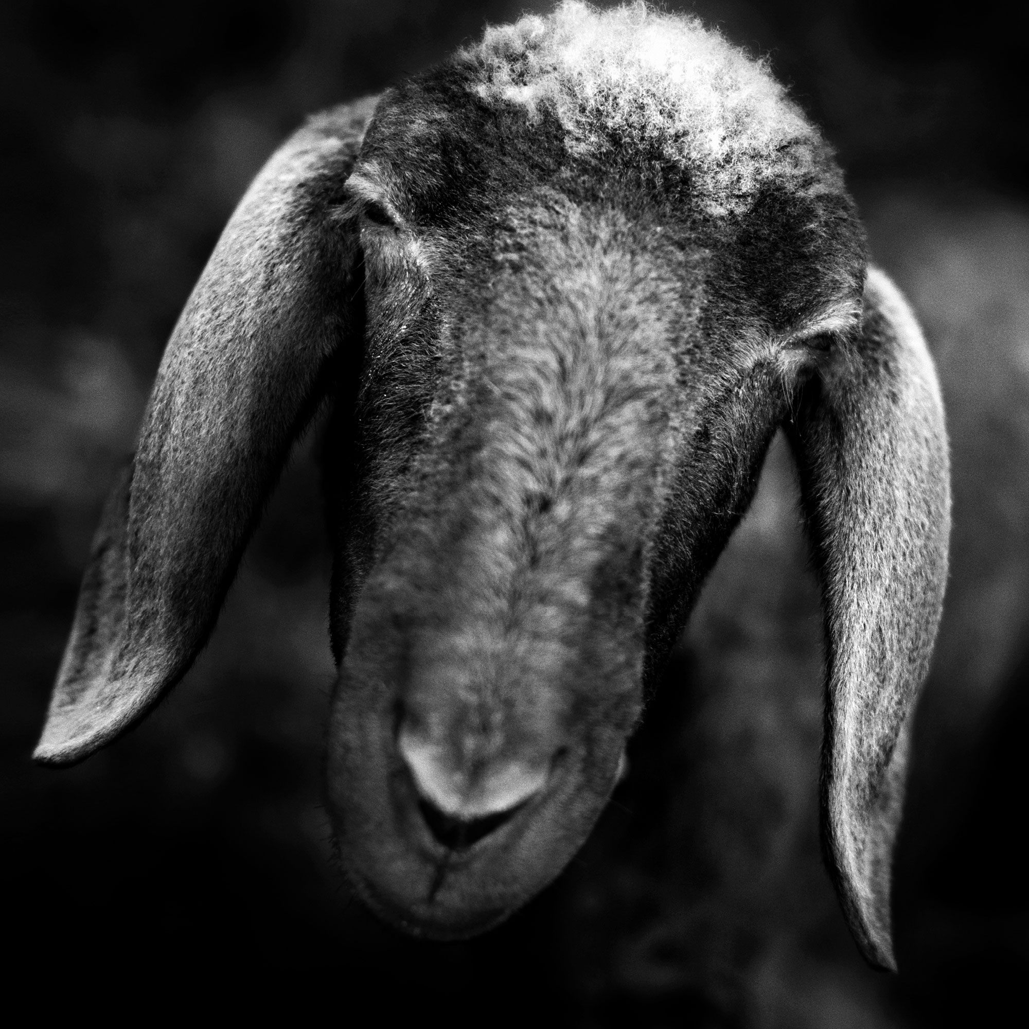 black and white wildlife portrait photography