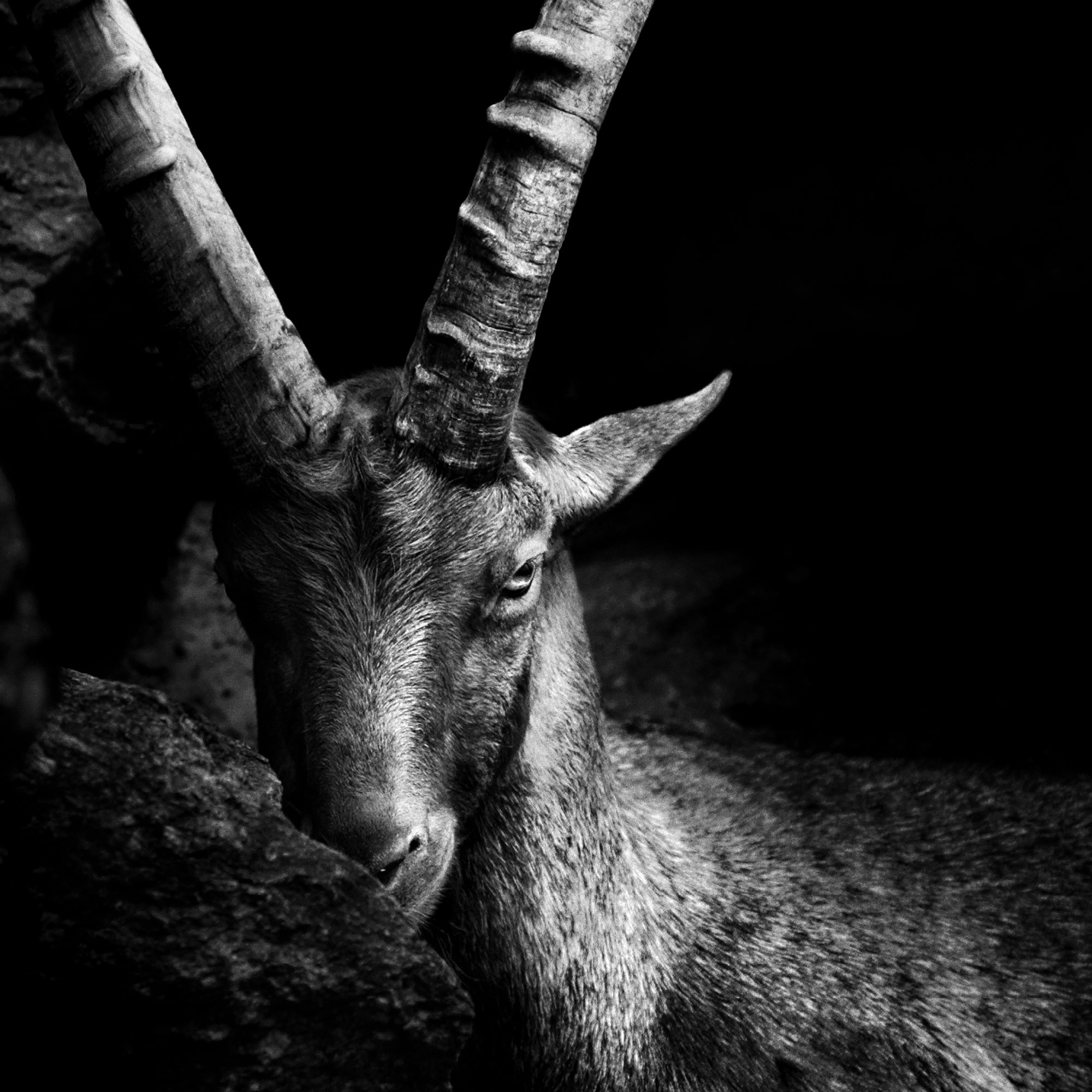 black and white wildlife portrait photography