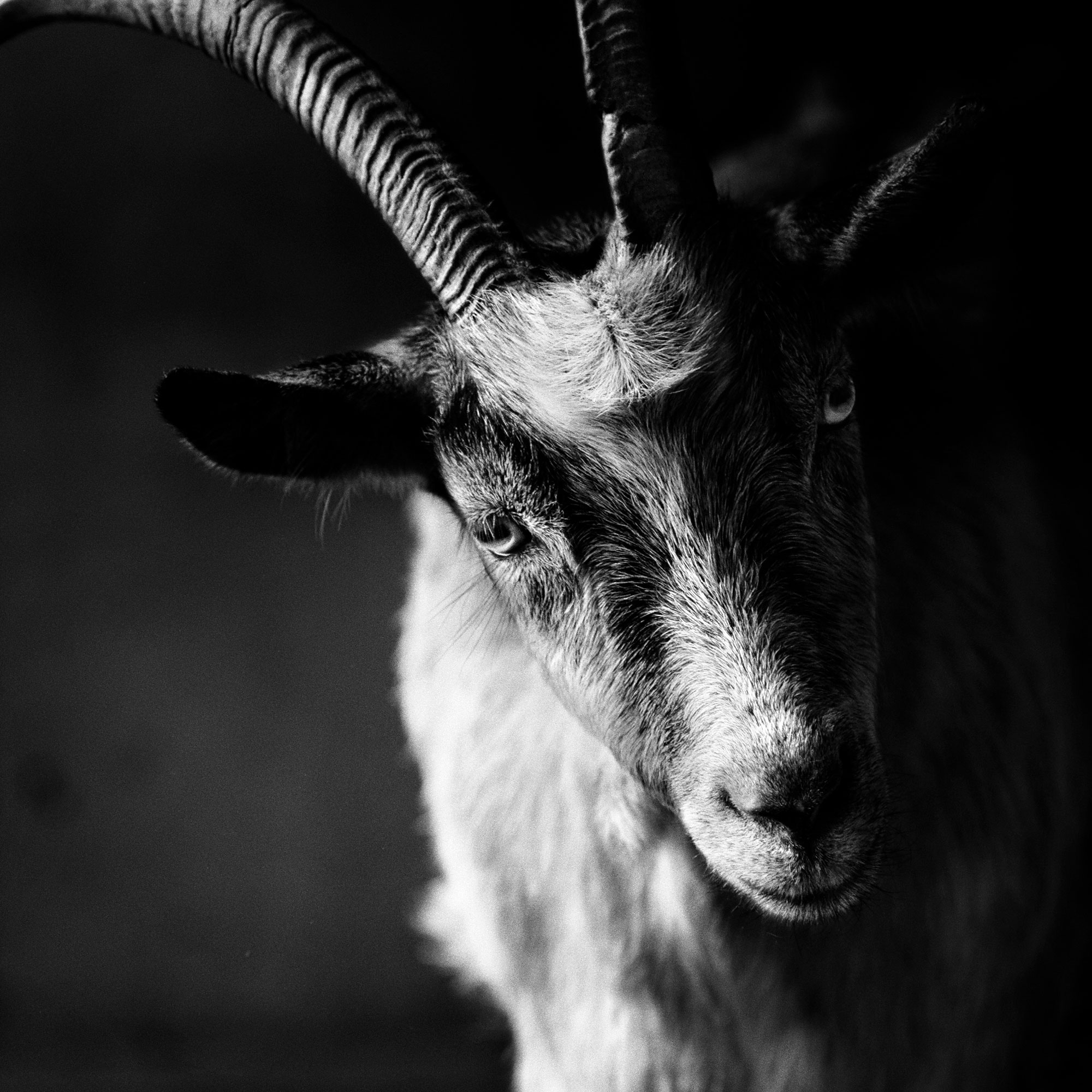 black and white wildlife portrait photography