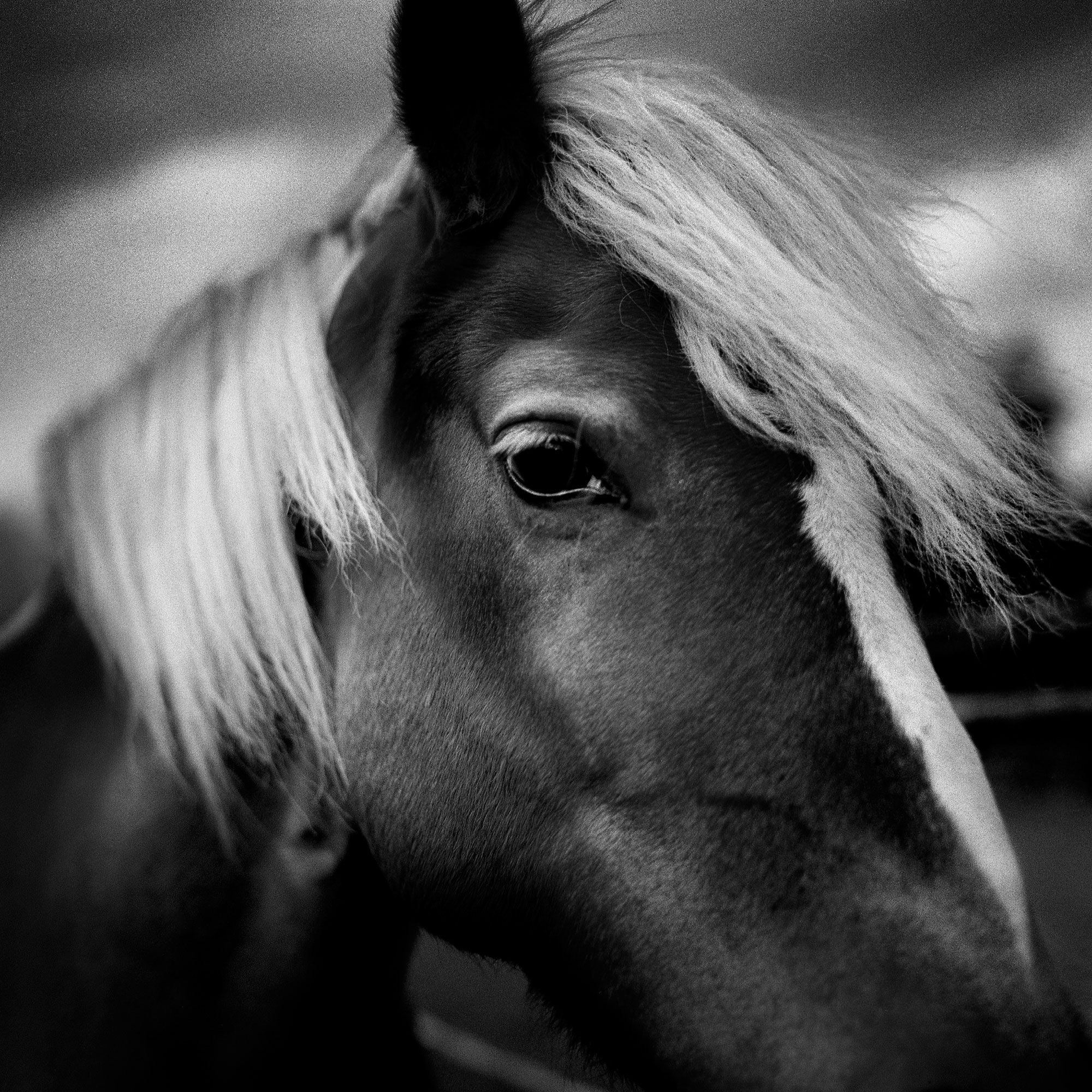 black and white wildlife portrait photography