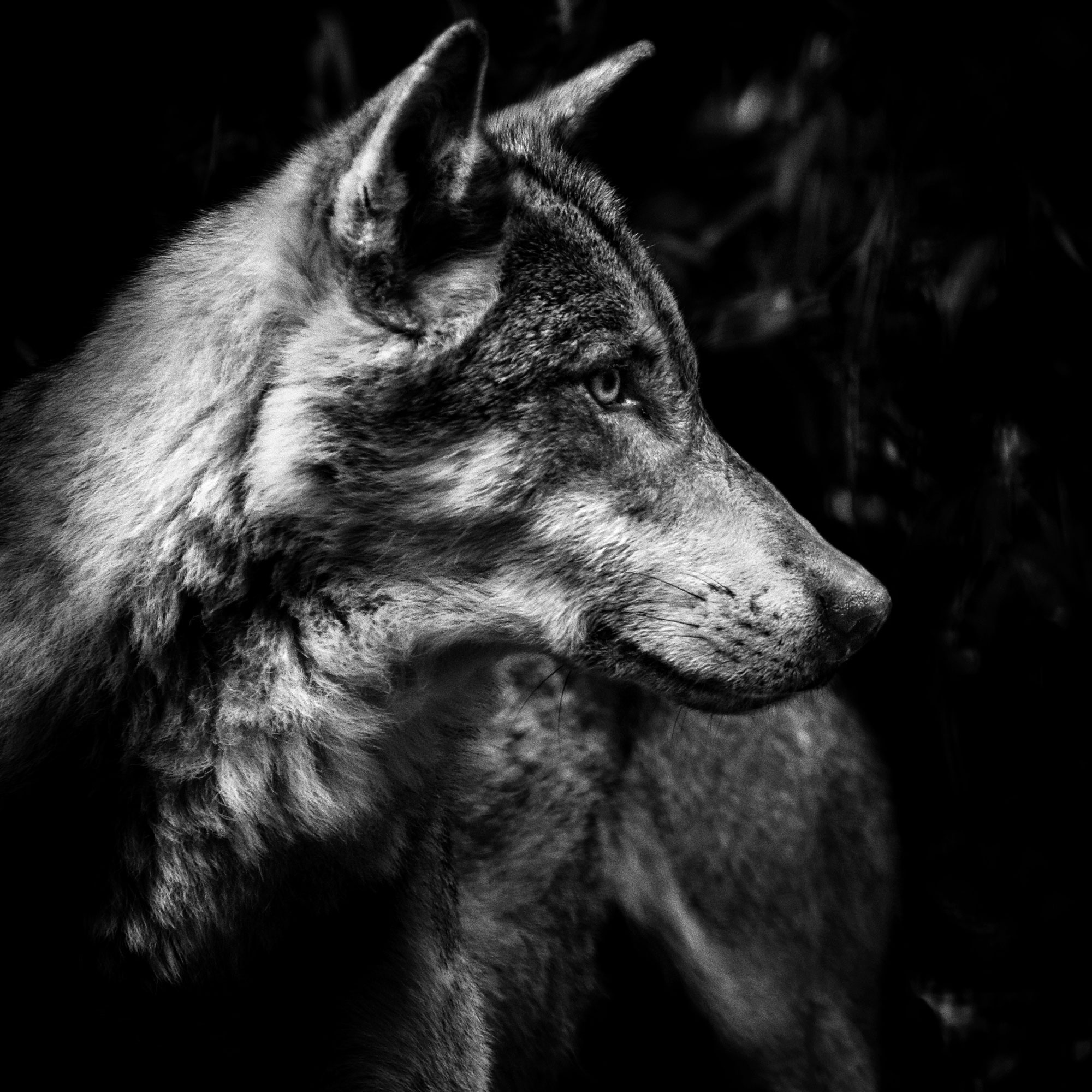 black and white wildlife portrait photography