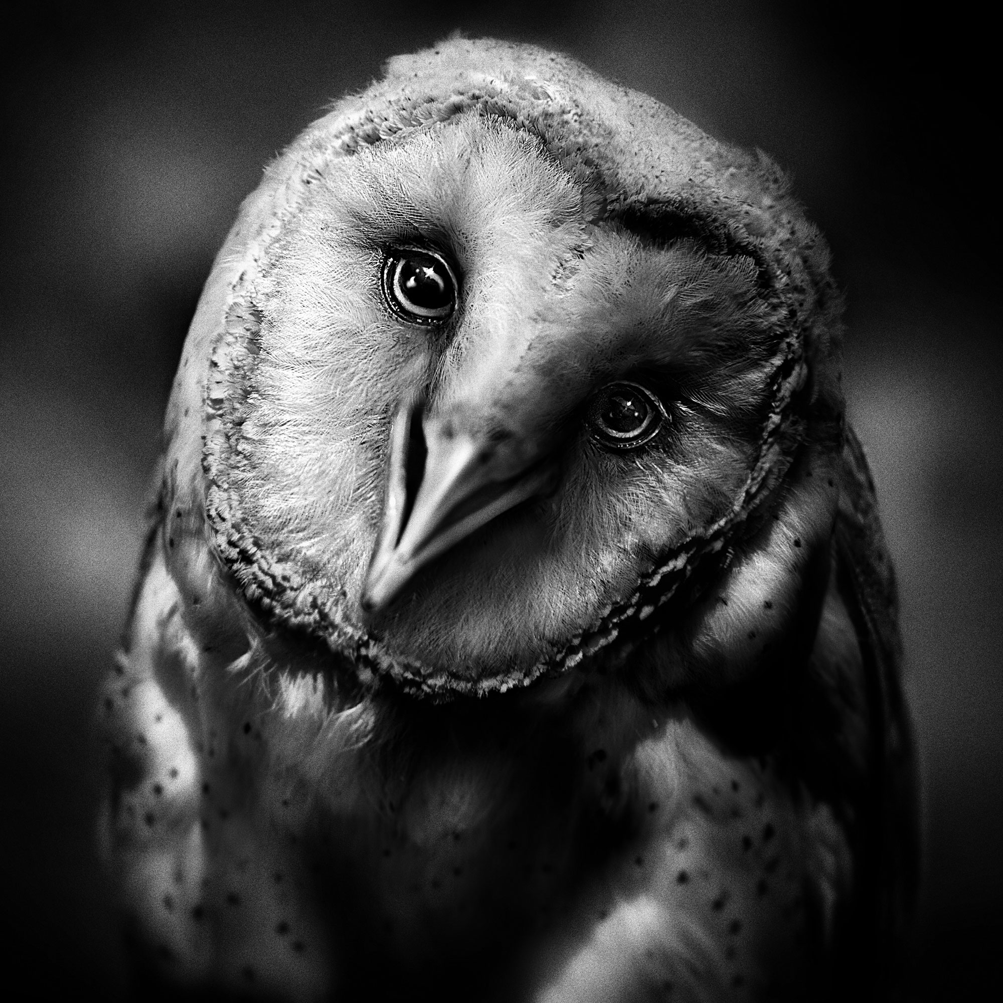black and white wildlife portrait photography