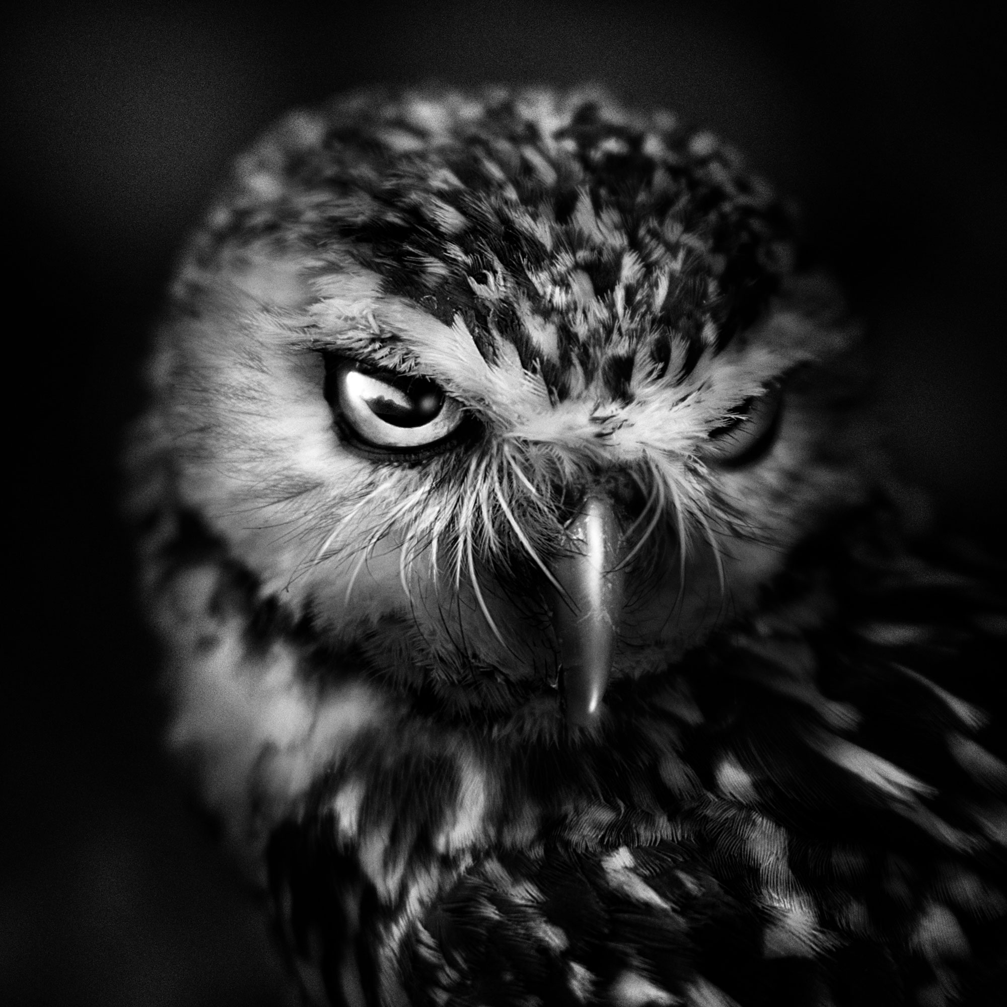 black and white wildlife portrait photography