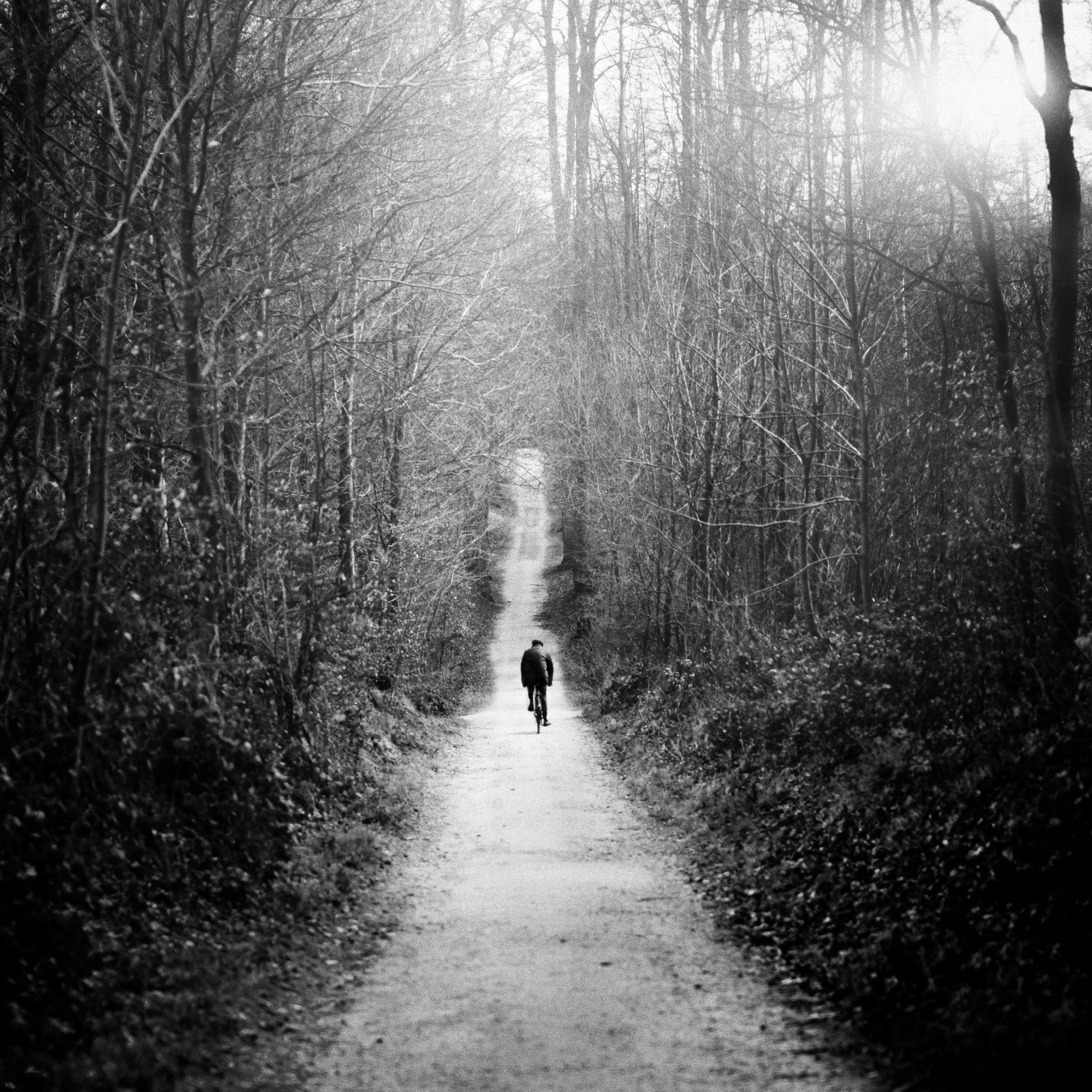 Black and White woodland photography