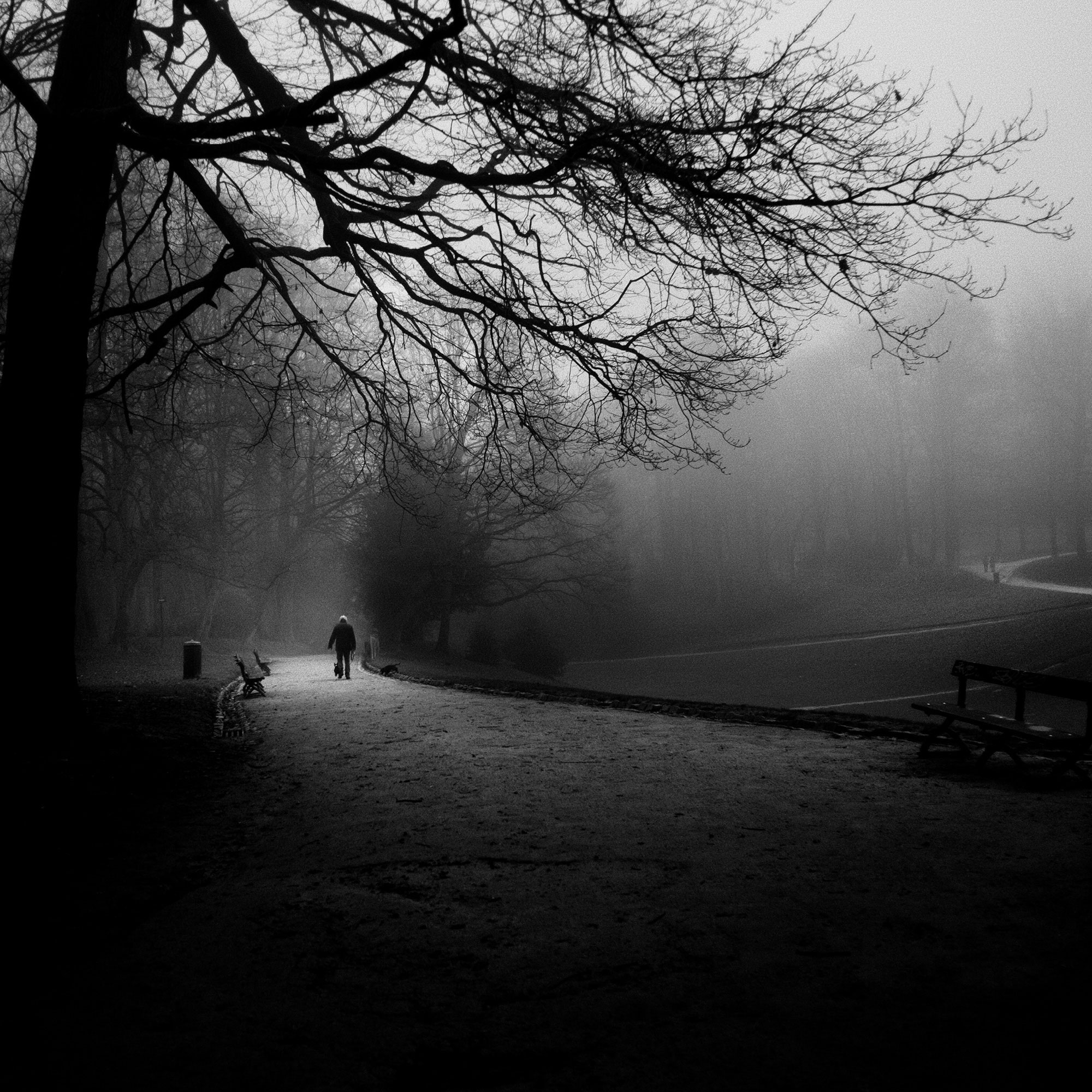 Black and White woodland photography