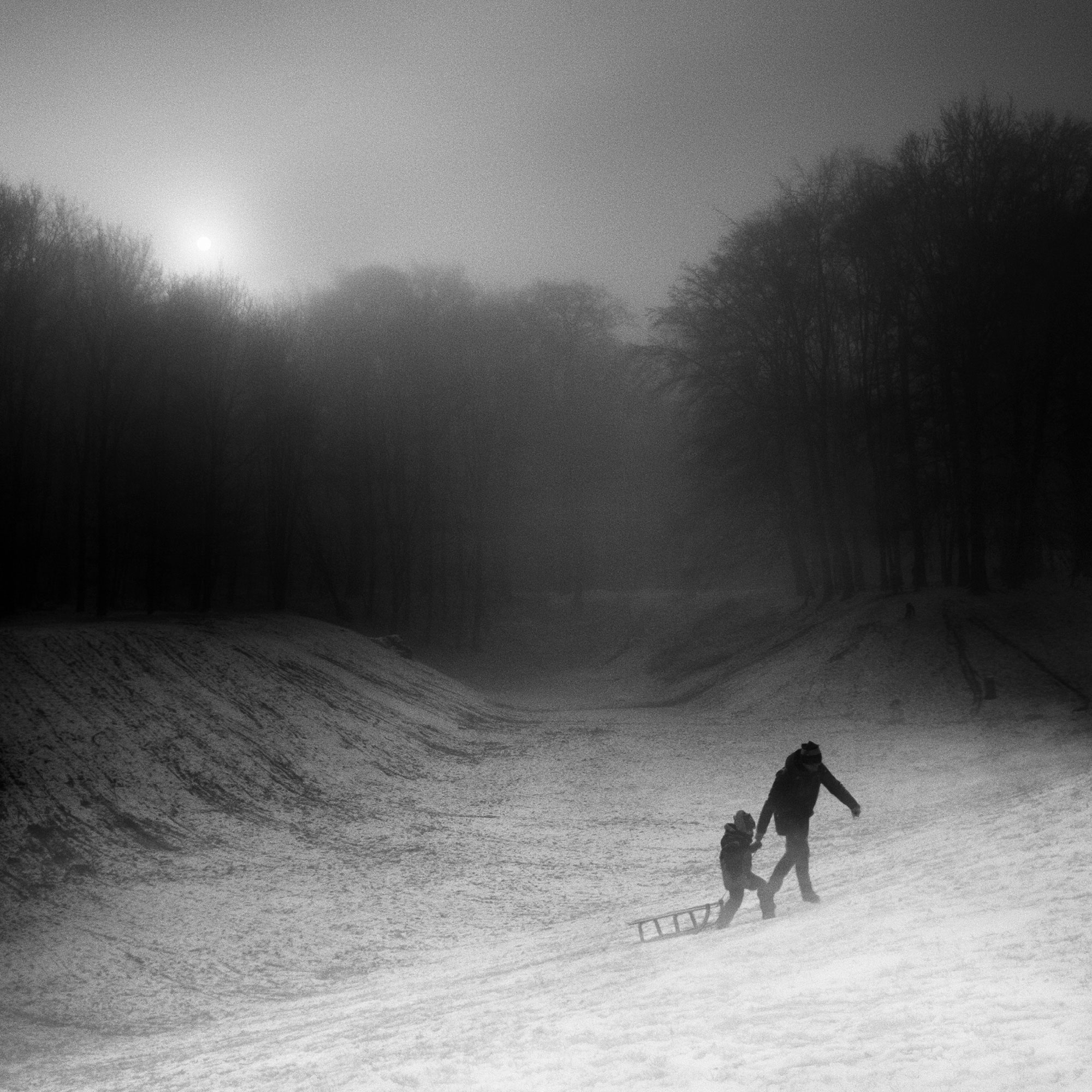 Black and White woodland photography