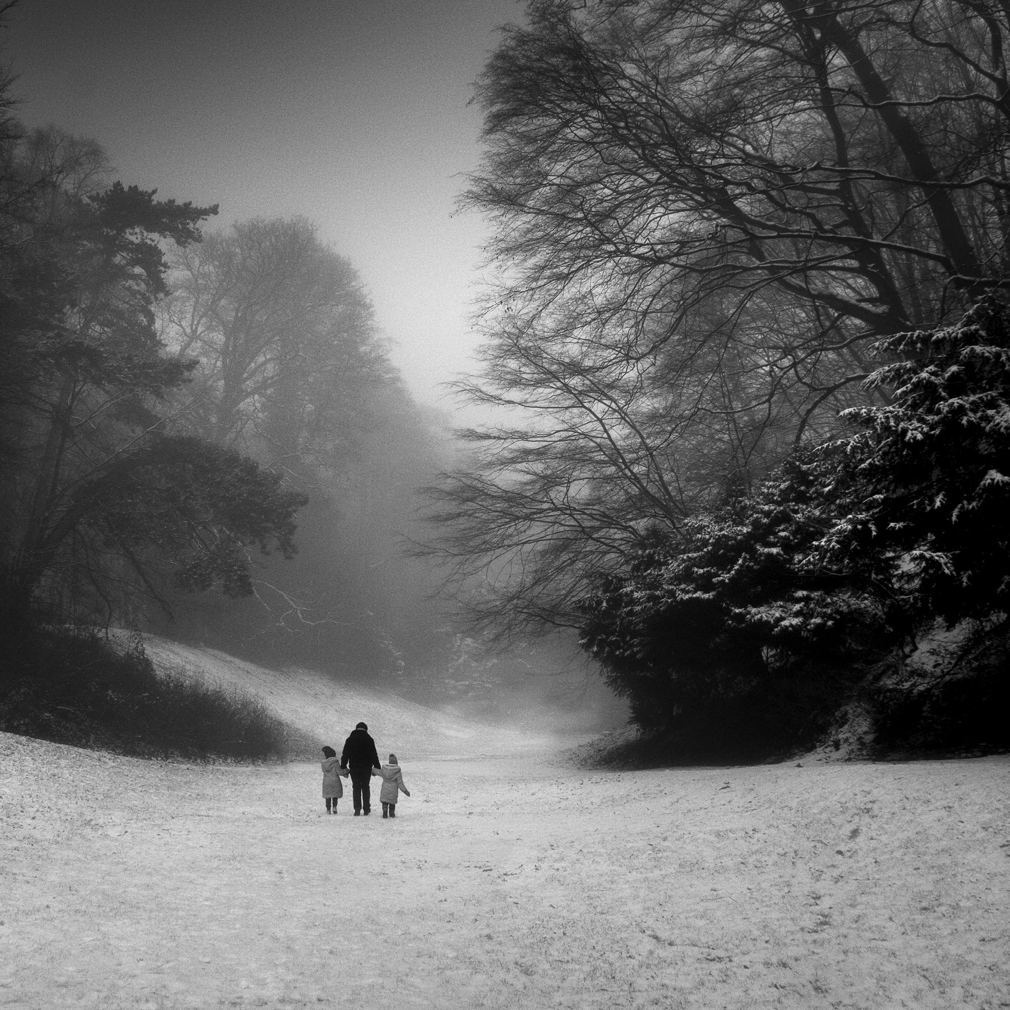 Black and White woodland photography